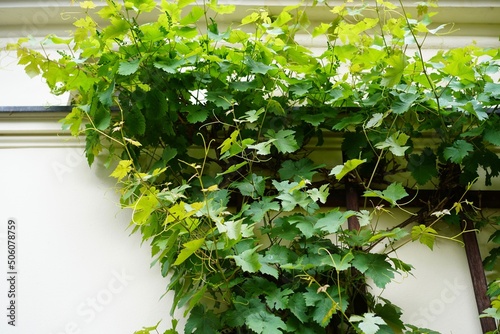 Wilder Wein mit grünen Blättern an einer Hausfassade