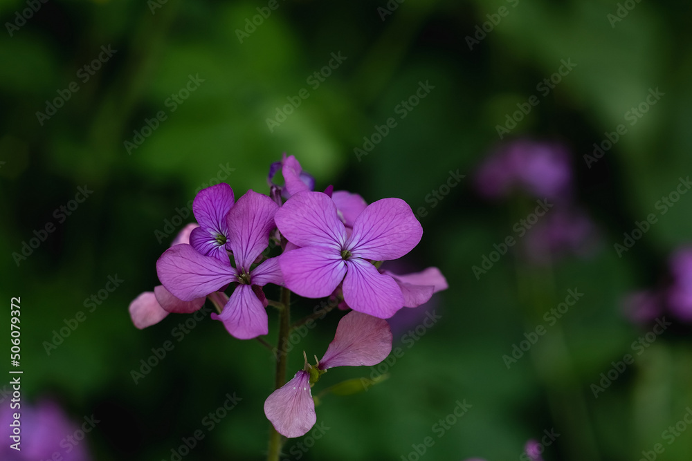 Lunaria annua, anual honesty flower. Purple flowers on a dark blurred background. Lunaria annua, anual honesty flower. Purple flowers on a dark blurred background.