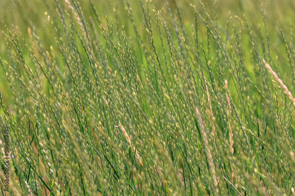 background green spikelets of wild nature grass. background green spikelets of wild nature grass.