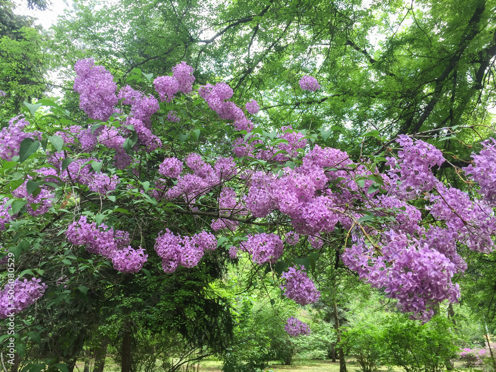 Blossoming purple lilac in the garden. Closeup. Blossoming purple lilac in the garden. Closeup.