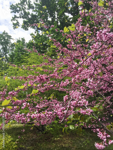 Beautiful pink blooming tree in the garden. Location vertical.