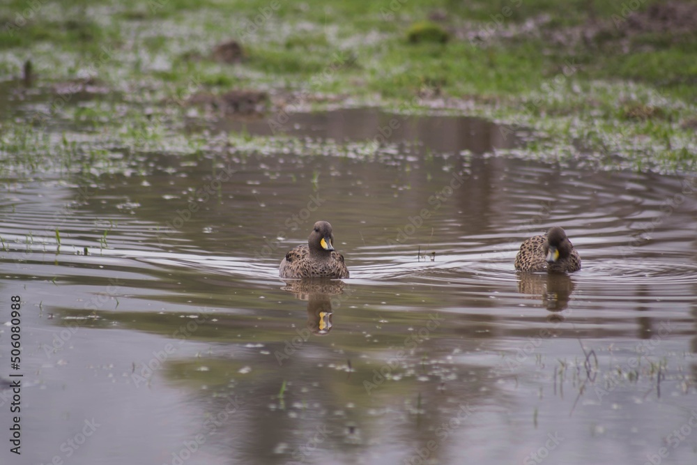 duck swimming
