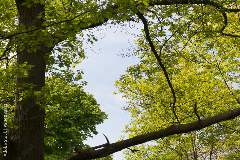 trees and sky trees and sky