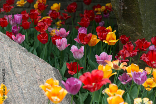 mature tulips in the park