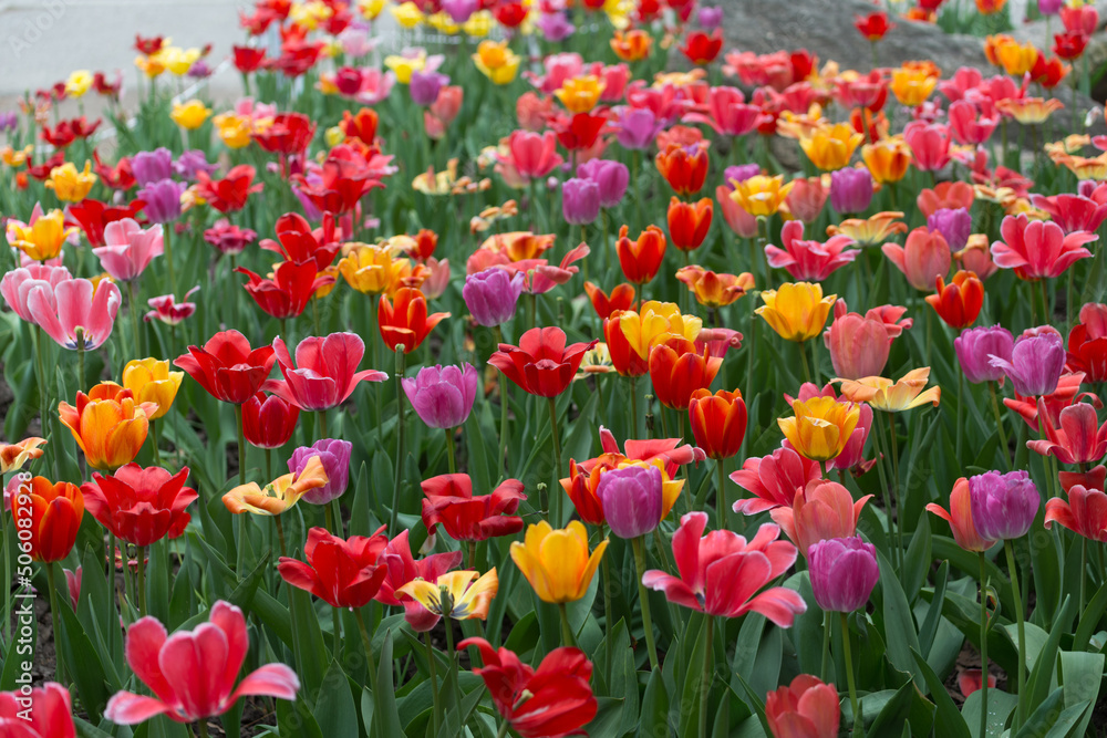field of faded tulips in the park field of faded tulips in the park
