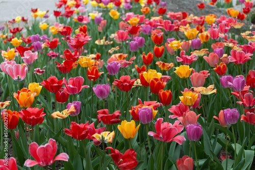 Fototapeta Naklejka Na Ścianę i Meble -  field of faded tulips in the park