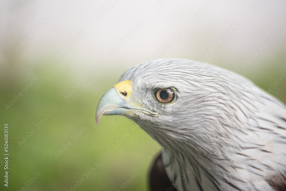 close up eye red tailed hawk buteo and green background close up eye red tailed hawk buteo and green background