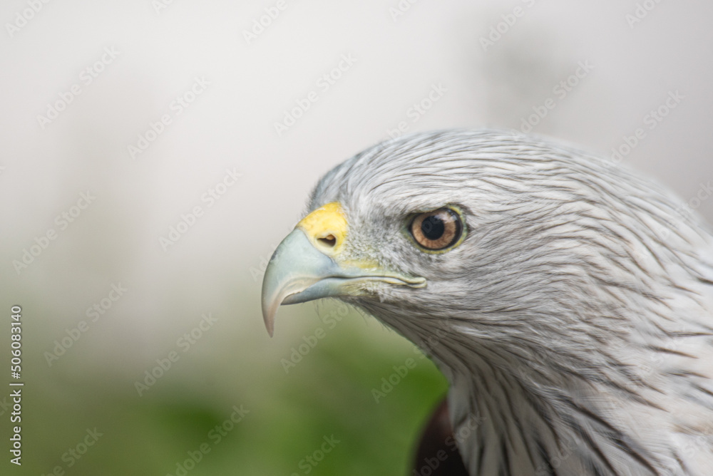 close up eye red tailed hawk buteo and green background close up eye red tailed hawk buteo and green background