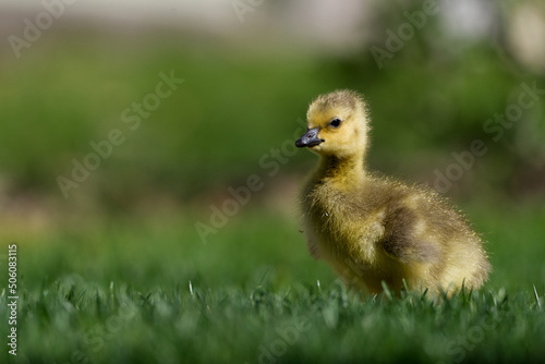Canada Goose gosling in the grass