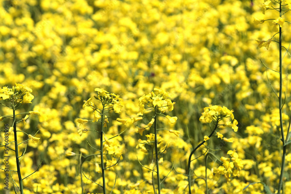 菜の花畑　春　4月