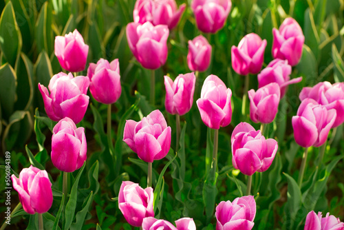 Blooming tulips. Spring floral background. Field of bright beautiful tulips close-up. Colorful tulips at the Holland Flower Festival. long banner