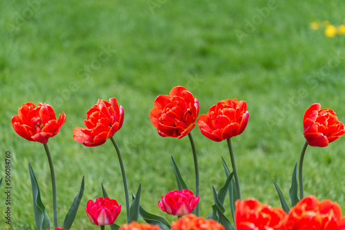 tulips and grass in the park