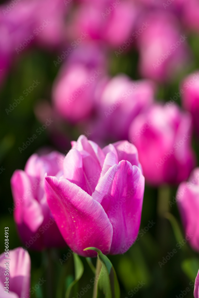 Blooming tulips. Spring floral background. Field of bright beautiful tulips close-up. Colorful tulips at the Holland Flower Festival. long banner