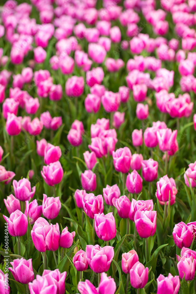 Blooming tulips. Spring floral background. Field of bright beautiful tulips close-up. Colorful tulips at the Holland Flower Festival. long banner