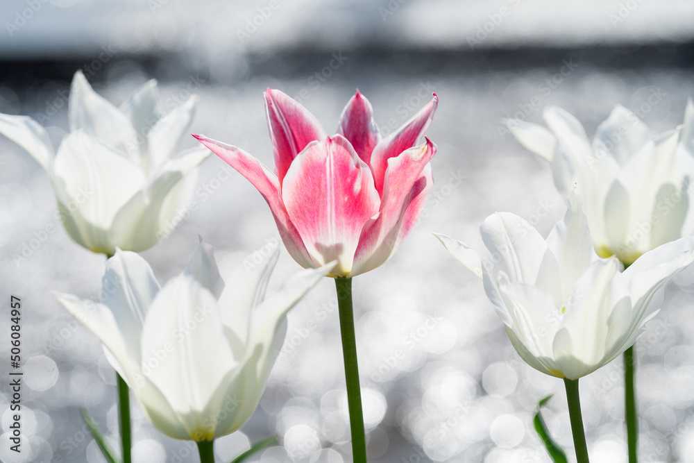 Fototapeta premium 池の前で咲くチューリップ