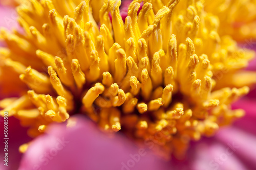interior of a peony flower (yellow stamen) © eugen