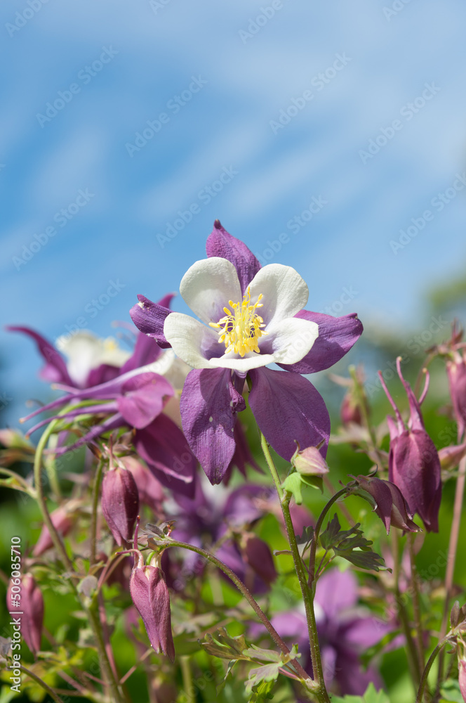white/purple columbine (Aquilegia) on a blue sky in spring white/purple columbine (Aquilegia) on a blue sky in spring