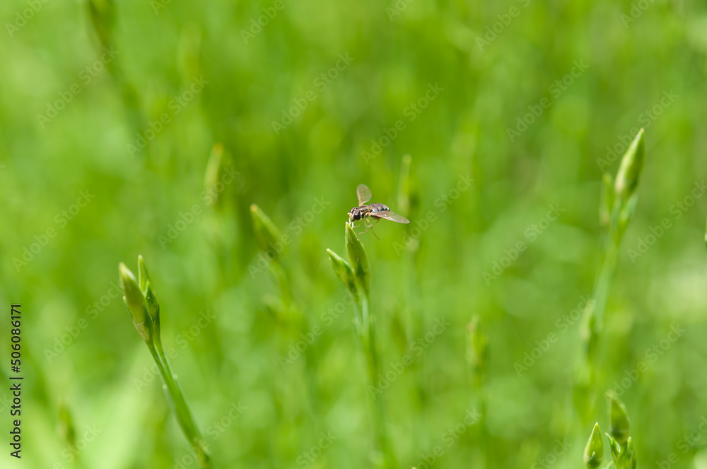 green background