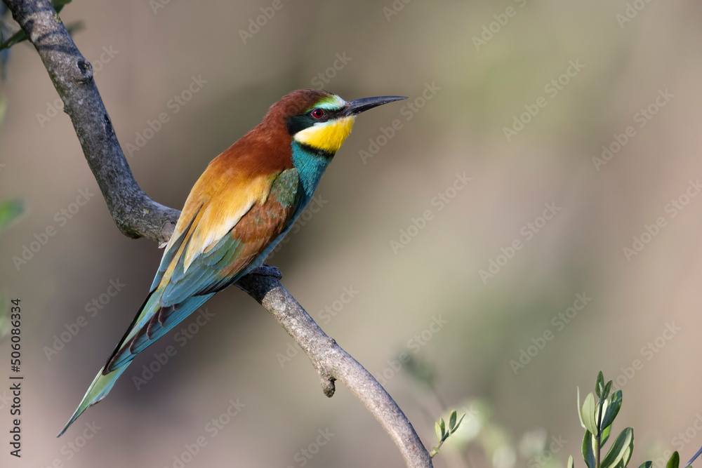 The bee-eaters, merops apiaster on an olive tree The bee-eaters, merops apiaster on an olive tree