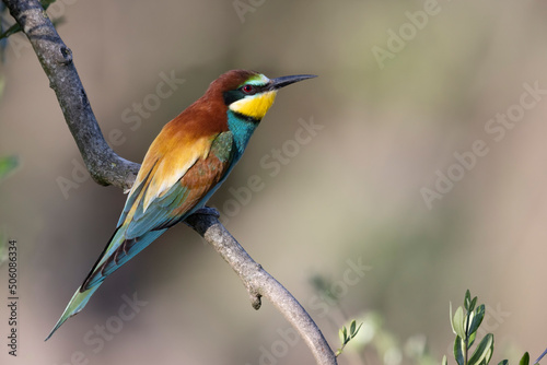 The bee-eaters, merops apiaster on an olive tree
