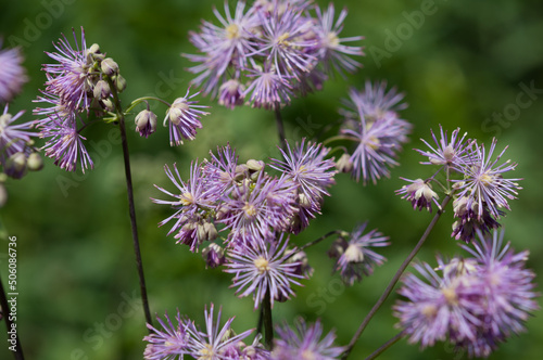 blue violet flowers on a bokeh green background  blue mistflowers  