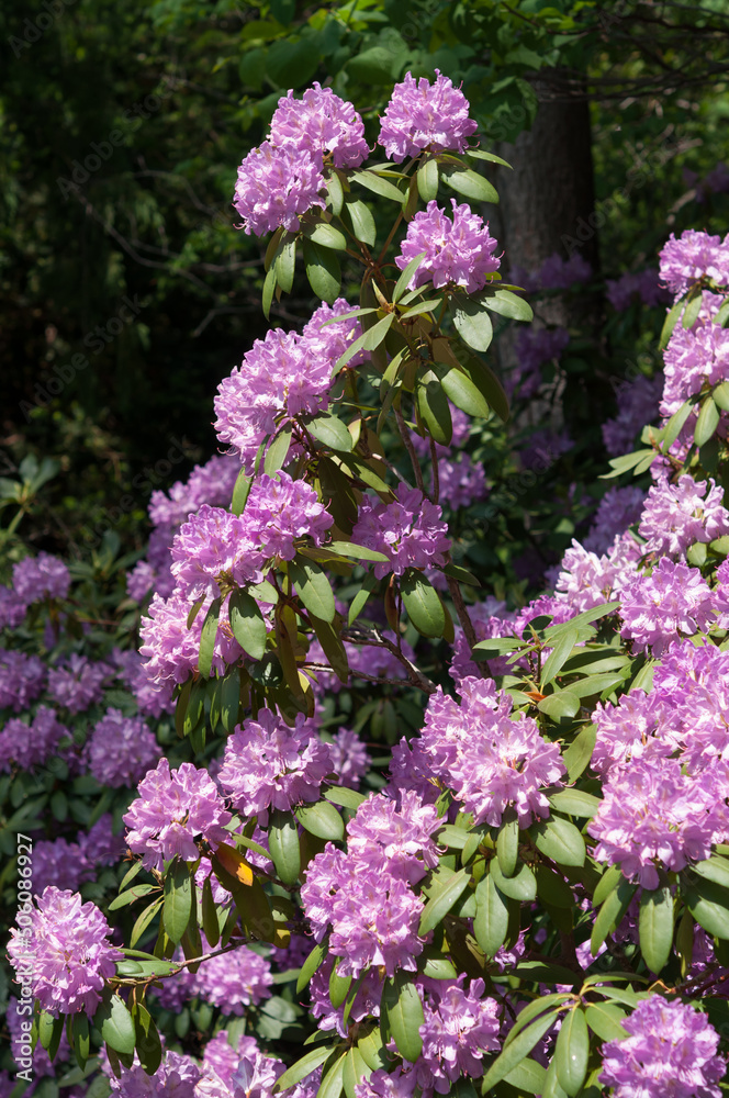 violet rhododendron flowers in the garden park violet rhododendron flowers in the garden park