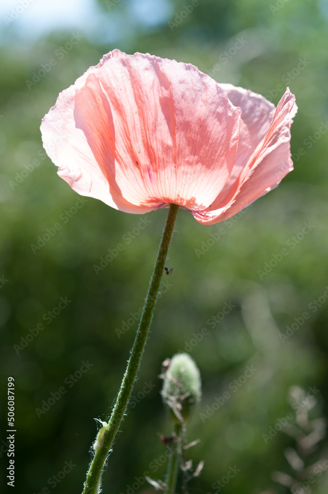 pink poppy in the sun (on a green bokeh background) pink poppy in the sun (on a green bokeh background)