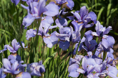 blue iris flowers in spring