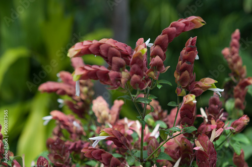 Justicia brandegeeana or shrimp plant photo