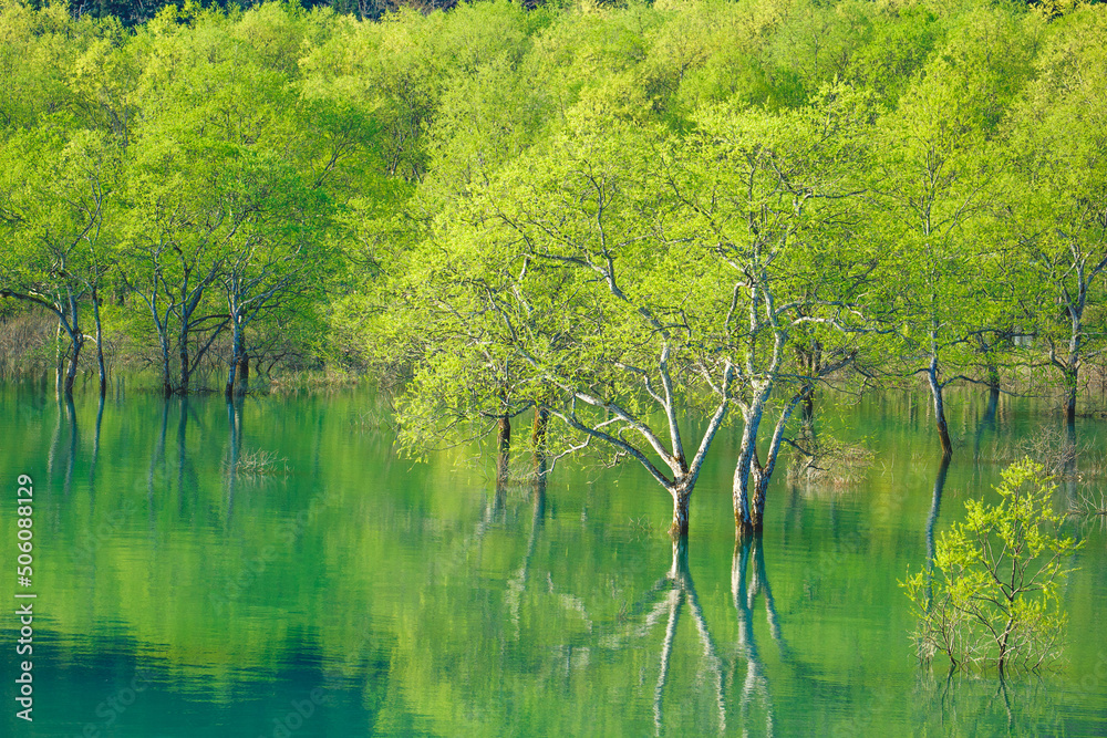 Fototapeta premium 水没林の美しい風景②