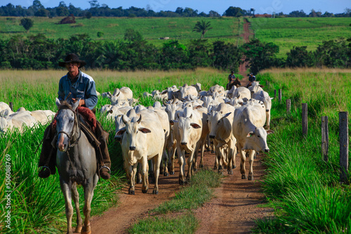 Herd of cattle being driven through dirt path by a horse-riding rancher wearing cowboy hat on a farm in Pará State, Amazon, Brazil.