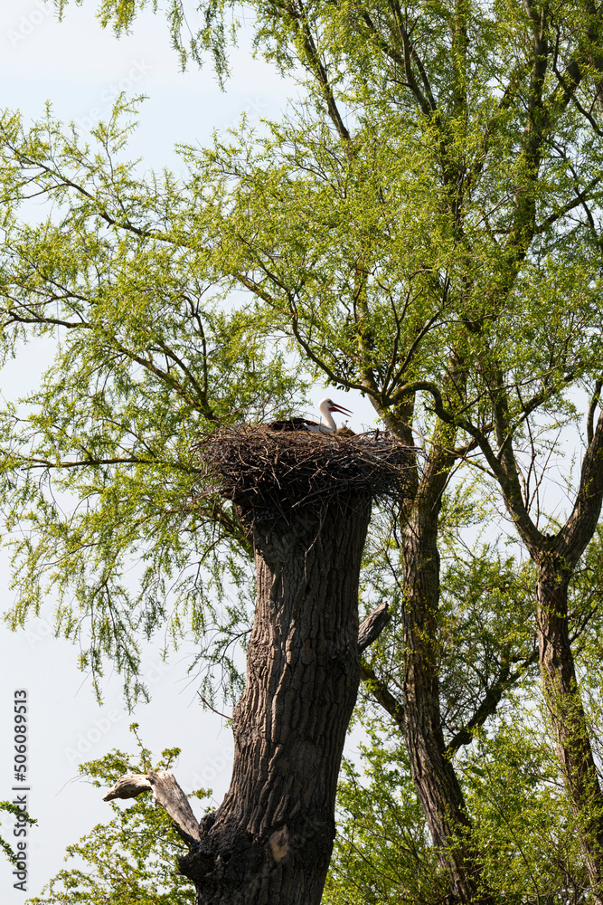 Obraz premium Cigogne blanche, Parc Naturel Régional des Marais du Cotentin et du Bessin; 50, Manche
