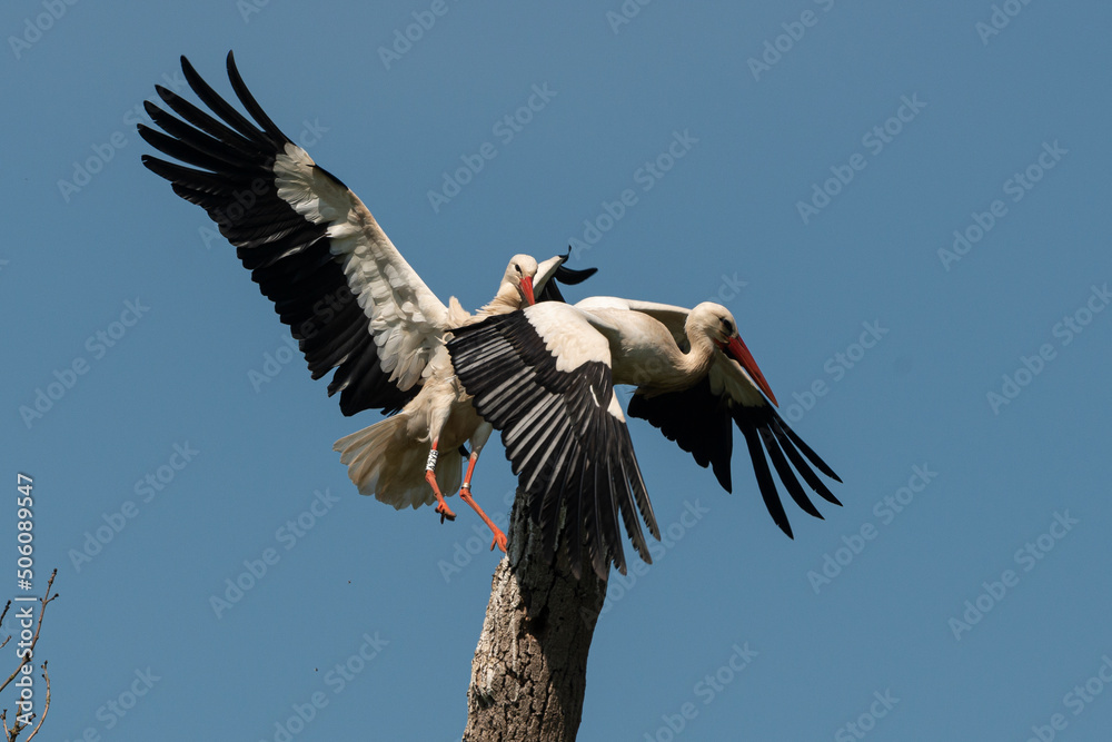 Cigogne blanche, Parc Naturel Régional des Marais du Cotentin et du Bessin; 50, Manche
