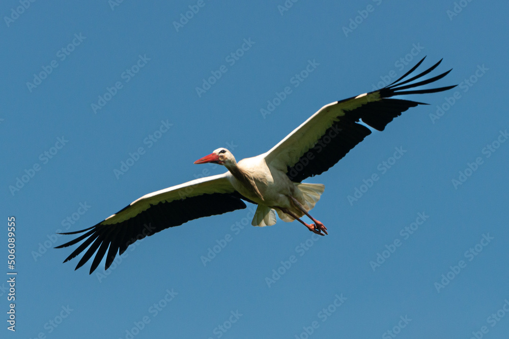 Naklejka premium Cigogne blanche, Parc Naturel Régional des Marais du Cotentin et du Bessin; 50, Manche