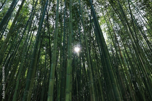 青く茂った夏の涼し気な竹林