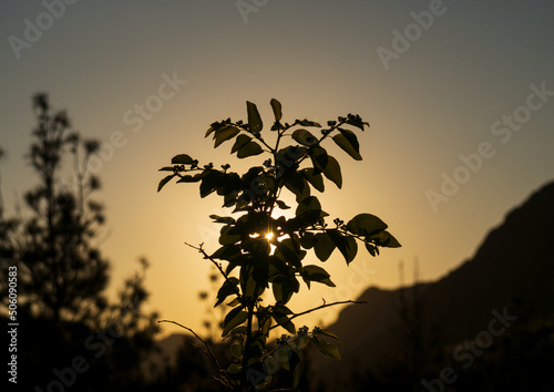 silhouette of a tree