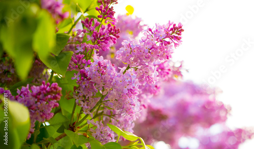 Lilac. Spring trees are blooming. Pink Sakura Flowers Spring landscape with flowering pink tree. Beautiful blooming garden on a sunny day. Beautiful concept of romance and love with delicate flowers.