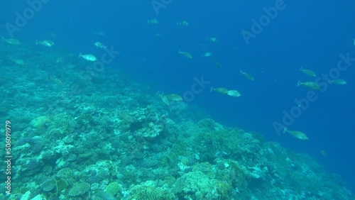 Wallpaper Mural Beautiful fish on the Red Sea reef. Torontodigital.ca