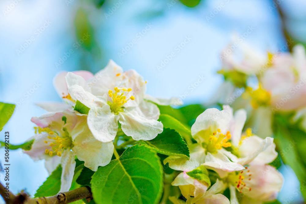 Obraz premium White flowers bloom in the trees. Spring landscape with blooming sakura tree. Beautiful blooming garden on a sunny day. Copy space for text.