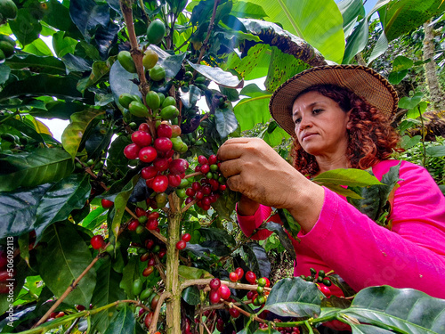 Woman picking coffee from her crop photo