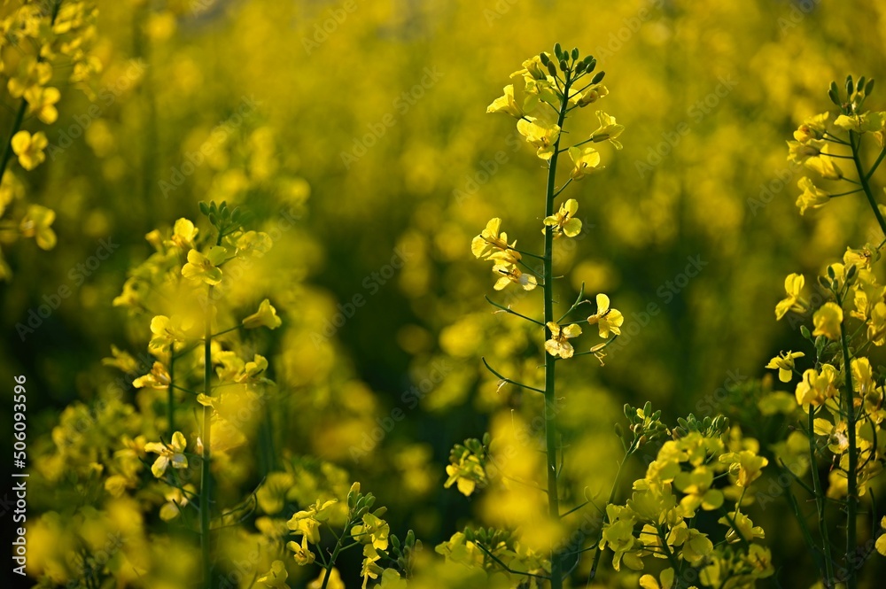 Rapeseed field at sunset. Beautiful yellow nature background for spring and spring time. Concept for agriculture and industry. (Brassica napus) Rapeseed field at sunset. Beautiful yellow nature background for spring and spring time. Concept for agriculture and industry. (Brassica napus)