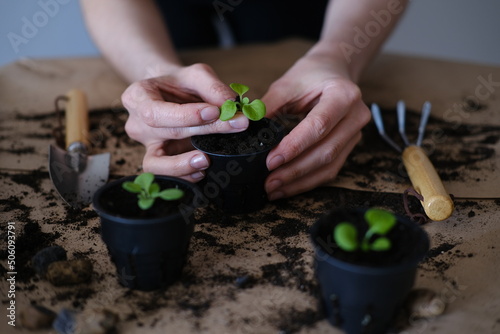 Sprout transplant. Springtime. The hands of woman holds a young sprout of fresh green seedlings in moist soil against a background of seedlings in the ground. The concept of diving seedlings.
