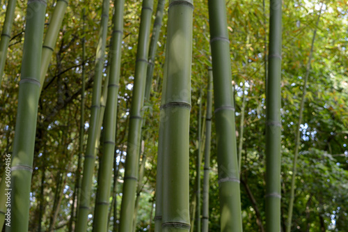 Fototapeta Naklejka Na Ścianę i Meble -  Gros plan sur des bambous