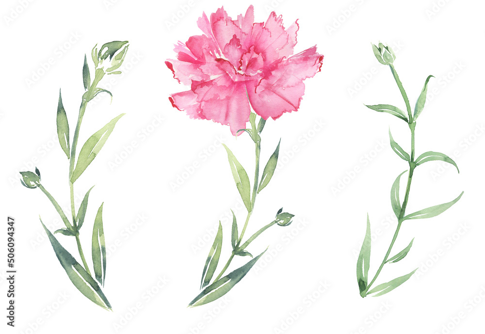 Clipart branches and flowers of carnations. Wildflowers.