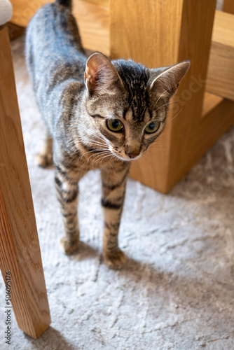 cat on a wooden table