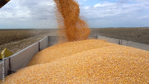 Combine Harvesting Corn And Unloading Grains Into Tractor Trailer. Corn Grain Falling from Combine Auger into Grain Cart. Harvest Time. Corn Grain Yield.  photo
