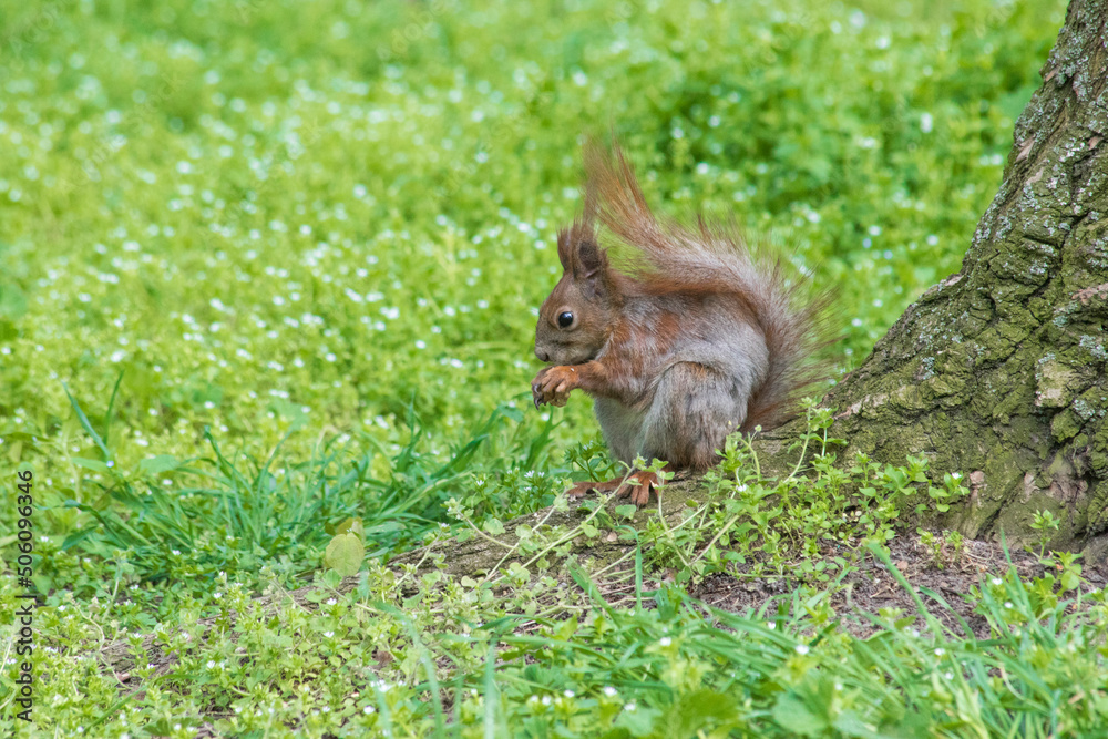 Photo of a squirrel outdoors in the forest Photo of a squirrel outdoors in the forest