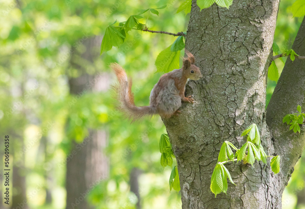 Photo of a squirrel outdoors in the forest Photo of a squirrel outdoors in the forest