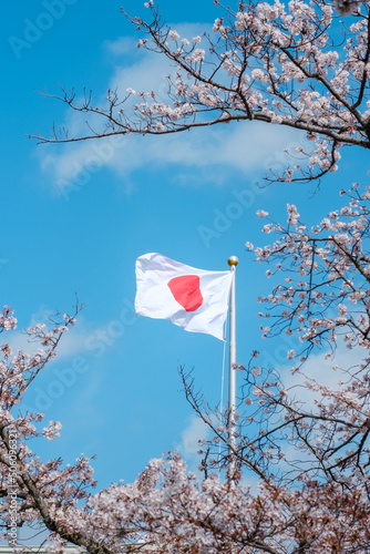 Japanese flag fluttering around the cherry blossoms