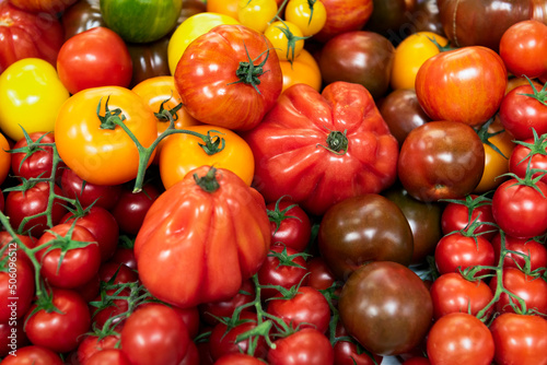 Selection of varieties of tomatoes